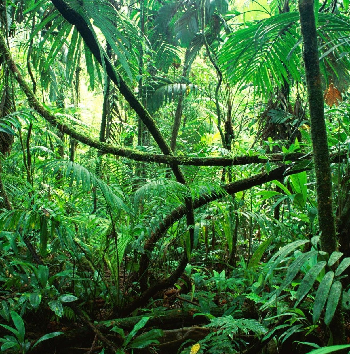 Rainforest